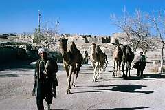 Camels are led home on the outskirts of the old town of Ghazni. Camel caravans have plied these regions for centuries: this was part of the Silk Road.