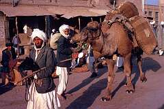 Camels are a common sight and still widely used as beasts of burden. Afghan camel drivers were vital during the exploration of outback Australia in the 19th Century.
