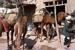 Camels are still very valuable in Afghanistan; in the late 19th Century it was Afghani camel drivers who helped open up the vast Australian outback.