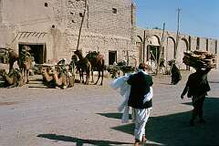 Camels and a man carrying “nan”, the traditional Afghani bread on a street in Herat.