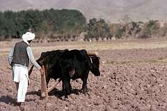 Ploughing his fields with a wooden plough and oxen, farming is hard work on the dry soil near Herat and drought is an always present danger.