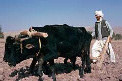 Ploughing his fields with a wooden plough and oxen, farming is hard work on the dry soil near Herat and drought is an always present danger.