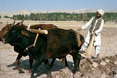 Ploughing his fields with a wooden plough and oxen, farming is hard work on the dry soil near Herat and drought is an always present danger.