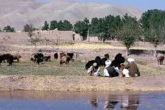 Men with their sheep relaxing near Herat.