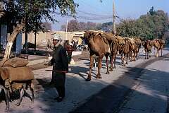 A camel caravan in Kunduz evokes memories of the time when this was part of the Silk Route.