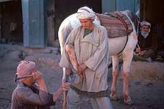 The original horsepower is still very important so outfitting horses with new shoes is a routine operation.