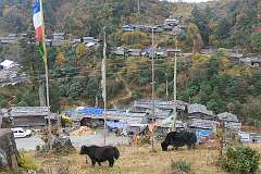 Yaks grazing below the 108 Buddhist Stupas of Mandala Top .