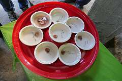 Chicken livers with names of people for whom divination can be carried out in Apatani culture.