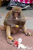 A macaque monkey eating a banana at the Kamakhya temple.