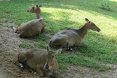 Nilgai (Boselaphus tragocamelus) in Assam State Zoo. Nilgai are the largest Asian antelopes. It is a sacred animal in India.
