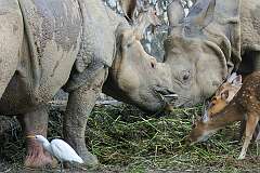 An Indian rhinoceros and Chital (spotted deer), native to the Indian subcontinent; in Assam State Zoo cum Botanical Garden.