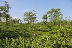A tea plantation, Jaboka Tea Estate, 4 kilometres southeast of Sonari.