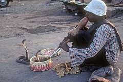 A snake charmer playing a “pungi”, with two cobras, in Old Delhi.