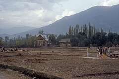 Farmland near Shalimar, 13 kilometres north of Srinagar.