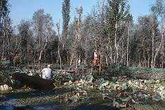 One of the floating gardens near Dal Lake.