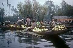 In Srinagar's floating market, selling cauliflower.
