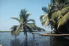 A palm tree over the backwater near the shore in Kovalam.
