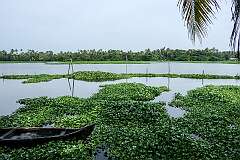 Water hyacinths, an invasive species on the backwaters, from Breeze Backwater Homes in Kodamthuruth.
