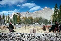 Threshing grain using cattle in Leh; Leh Palace and Namgyal Hill with Tsemo Maitreya and Tsemo Goenkhang monasteries are in the background.