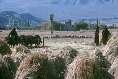 Threshing grain using cattle on a farm in Leh.