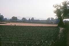 Farmer's fields near Khajuraho.