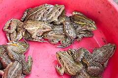 Frogs for sale on a Kohima street market.