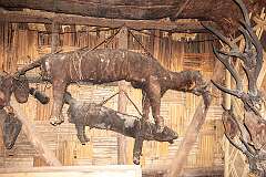 A mummified snow leopard in the Angh's house.