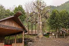 Tree with carved hornbills at the Hornbill Festival grounds in Kisama Naga Heritage Village.