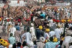 A competition how many people can sit on one camel at the festival in Pushkar.