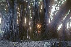 A Hindu shrine in a grove in Rameswaram.