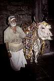 A sacred cow with its minder at the Sri Meenakshi Temple (Arulmigu Meenakshi Amman Thirukkovil), Madurai.