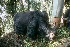 Yaks in the Himalayan Zoo of Darjeeling.