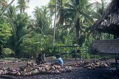 Getting copra, the dried white flesh of a coconut, from which coconut oil is extracted, in Tuarabu village.