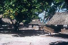Houses in Tebanga, between Tanimaiaki and Tabontebike in the south of Abaiang atoll.