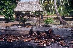 Children with coconut shells, after copra has been extracted.