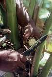 Cutting the spathe to make the “te karewe”, palm toddy, flow.