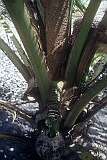 Collecting “te karewe”, palm toddy, in a coconut shell in the village of Kabangaki, in the south of Abemama atoll.