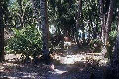 The path to the sea in the village of Taribo.