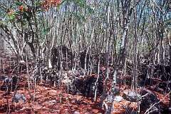 Trees growing between the mined-out rocks on Banaba island.