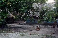 Houses in Butaritari village.