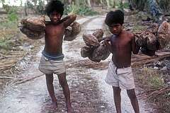 Boys carrying coconuts, near Ukiangang village.