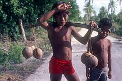 Boys carrying containers made from coconuts, for holding "te karewe", palm toddy, near Ukiangang village.