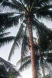 Climbing a palm-tree to tap “te karewe”, palm toddy, on Makin island.