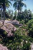 “Babai”, swamp taro, pits on Tamana, providing a staple food in the islands.