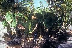 A “Babai”, taro pit, in Buota, the islet just west of Tanaea and Bonriki.