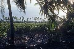On the islet of Tabonibara, North Tarawa.