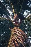 Marenanuka, a man cutting the spathe to collect "te karewe", toddy, in the village on the islet of Tabonibara, North Tarawa.