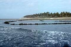 A fish-trap on the reef near the village of Bonriki, South Tarawa.