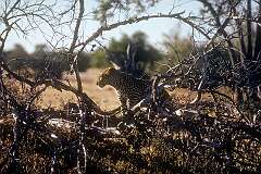 A leopard in Etosha National Park in northwestern Namibia, one of the largest national parks in Africa.
