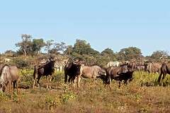 Gnus and zebras in Etosha National Park.